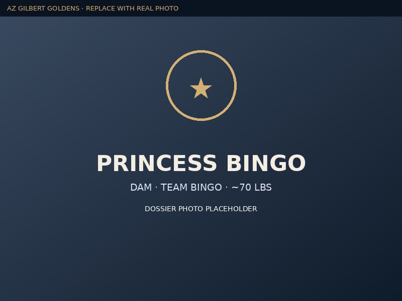 Bingo